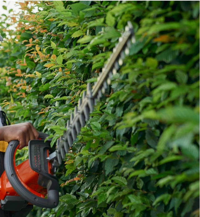 Tree trimmer service Hayward, CATree Trimmer Service - Tree