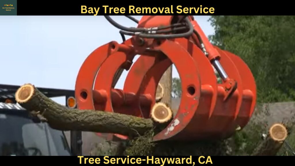 Tree trimmer service Hayward, CATree Trimmer Service - Tree