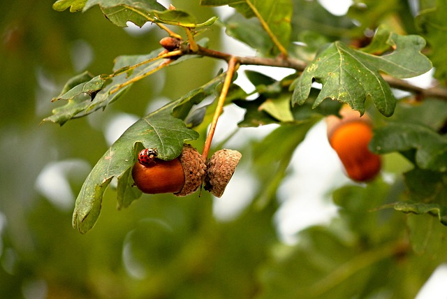 California Oak Trees - Acorns