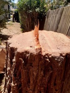 Tree Stump in Hayward CA