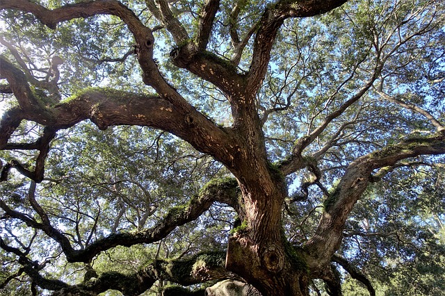 live oak tree