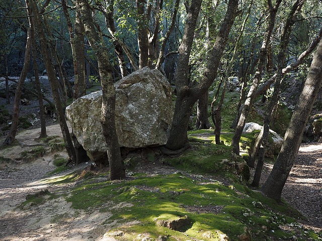 Oak trees forest