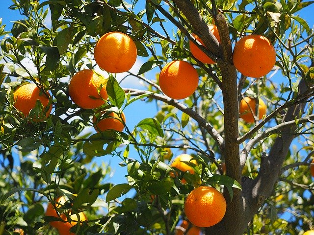 Orange Tree in Hayward