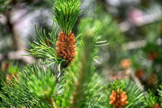 Pinus longaeva - Blossom