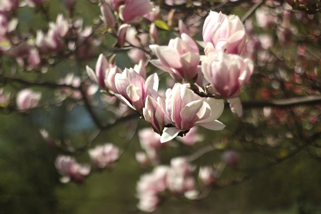 the magnolias