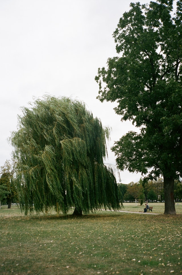 the Willow tree