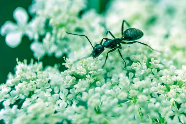Horticultural Sprays - Anti-ants spray