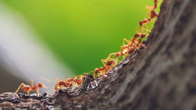 Tree Ants