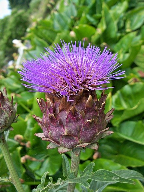 Annual, Tropical and tender bulbs - Cardoon
