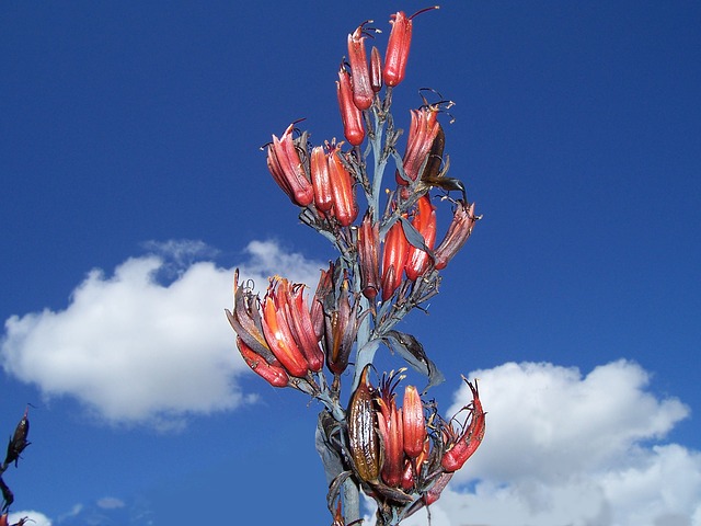 Annual, Tropical and tender bulbs - Phormiums