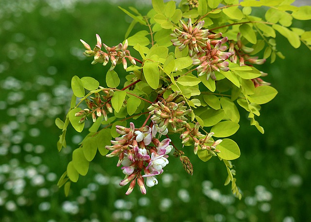 Trees for dry - Locust