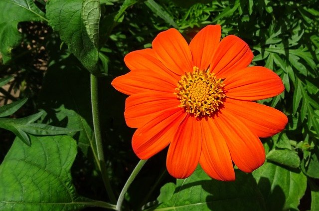 Annuals in the garden - Mexican Sunflower