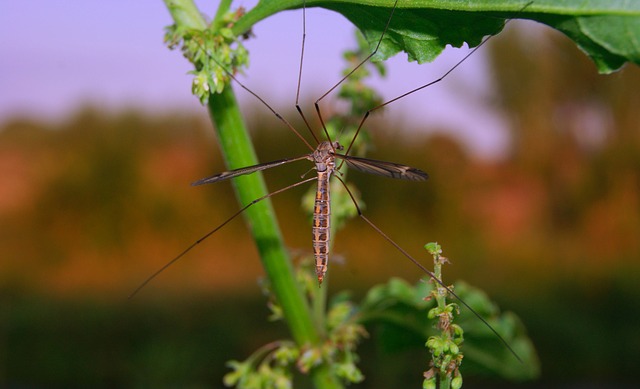 Pest problems - Insecticides