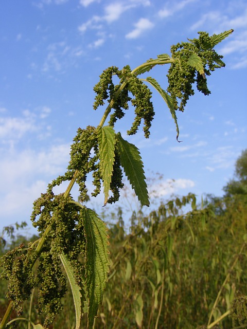 Trees for dry & sunny sites - Nettle tree