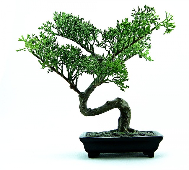 Re potting Bonsai