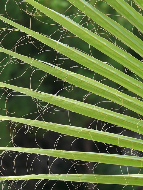 Fan Palm Growing Simplified