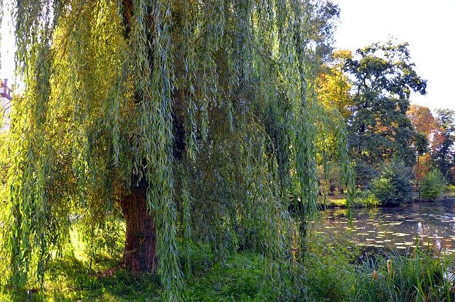 trees that are more trouble