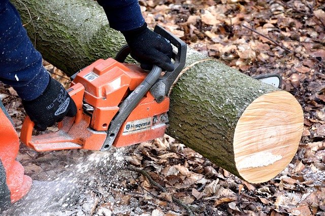 Tree removing San lorenzo valley