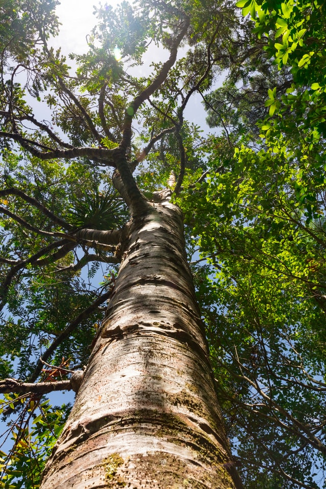 pests damage your tree