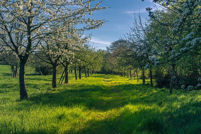 trees increase value