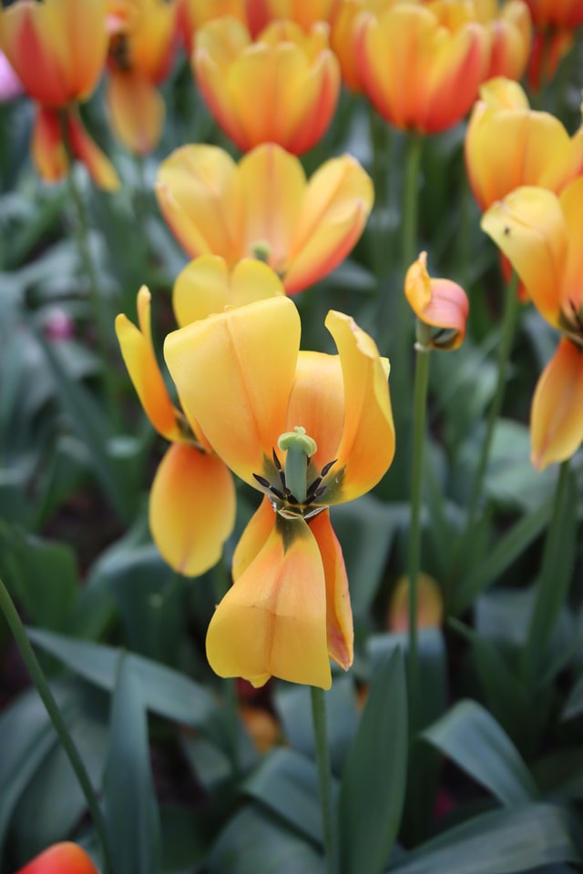 tulip trees