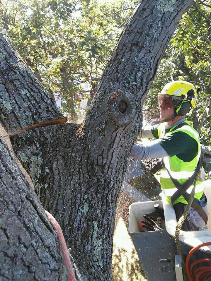 Tree trimmer service Hayward, CATree Trimmer Service - Tree