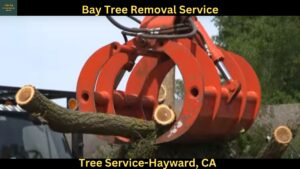 Tree Service in Hayward, CA