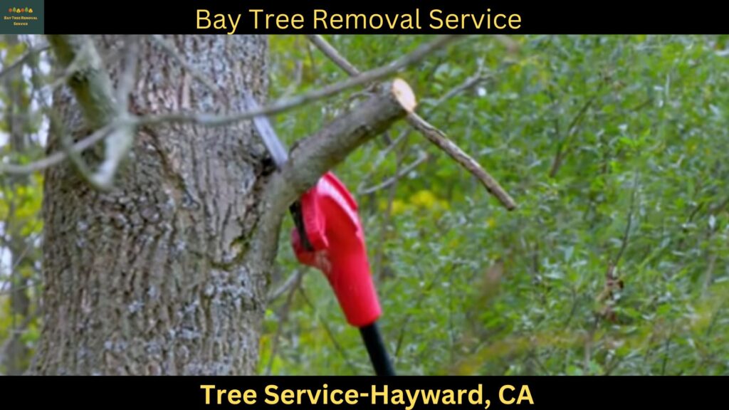 Tree trimmer service Hayward, CATree Trimmer Service - Tree