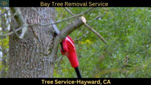 Tree Service in Hayward,CA