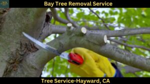 Tree Service in in Hayward,CA