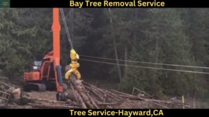 Tree Service in Hayward, CA