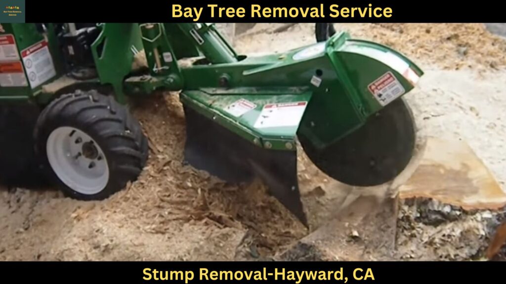 Tree trimmer service Hayward, CATree Trimmer Service - Tree