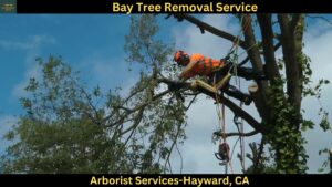 Arborist Services in Hayward,CA