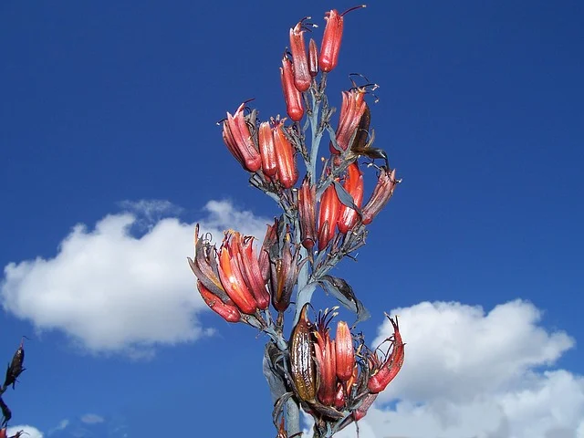 Annual, Tropical and tender bulbs - Phormiums