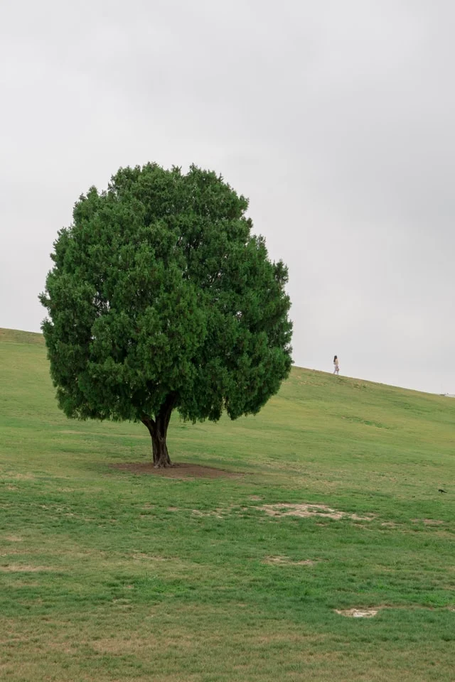 oak