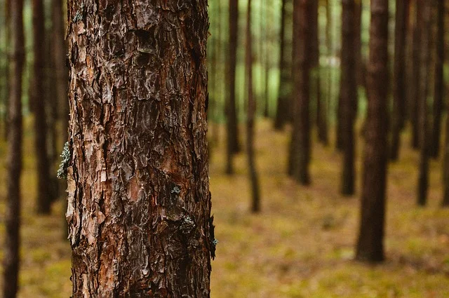 sick tree