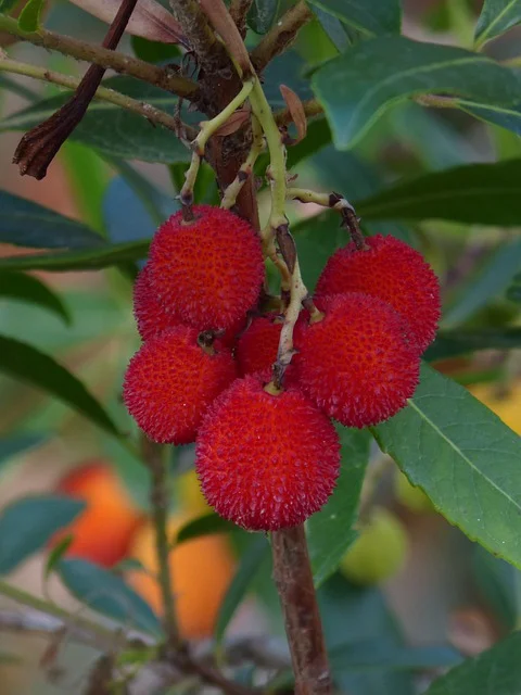 strawberry-tree