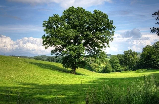 tree trim