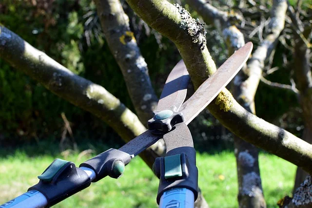 tree trimmer