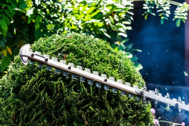 tree trimming