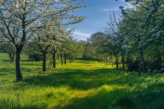 trees increase value