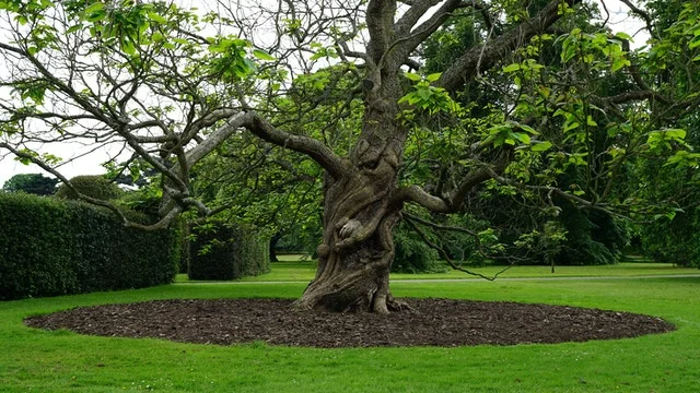 Hedges and parterres