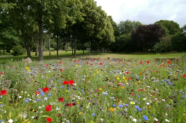 modern garden