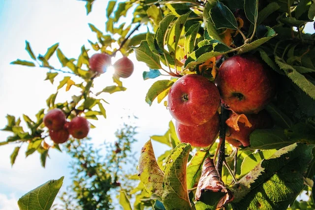 Apple Fruit