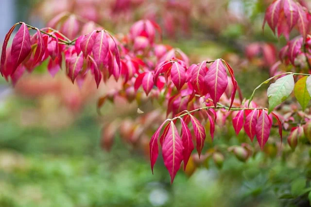 Euonymus Atropurpureus - Native Trees of North America