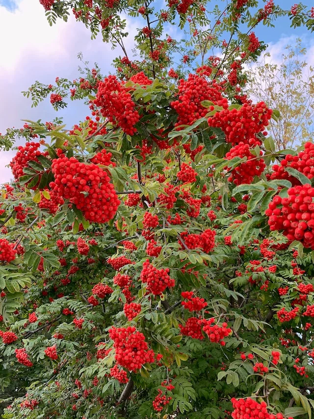 Fruit Tree