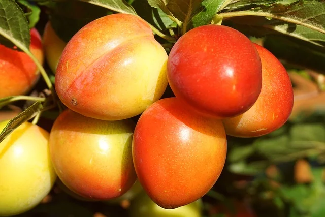 wild Plum - North America Native Tree