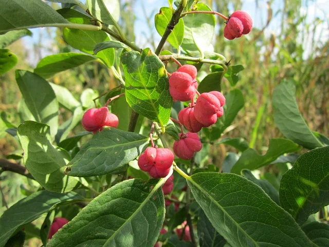 Euonymus Atropurpureus - Native Trees of North America