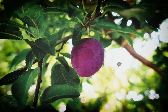 Wild Plum - North America Native Tree