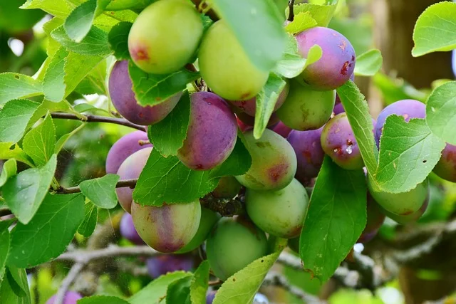 Prunus Americana